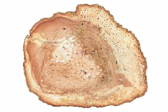 Permian Petrified Tree Fern (Tietea) Round - Brazil #259329